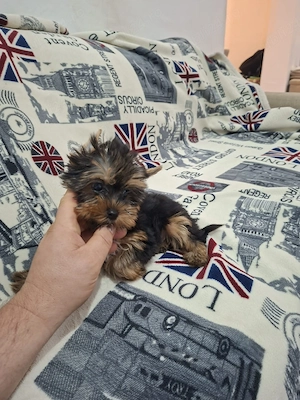 Yorkshire terrier - imagine 3