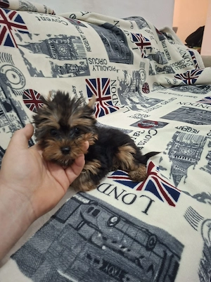 Yorkshire terrier - imagine 2