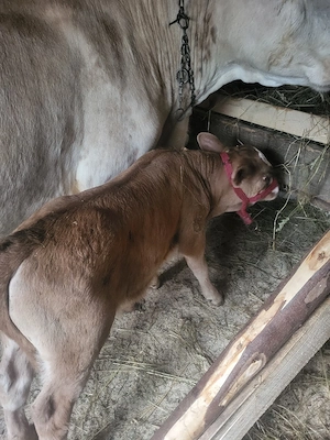 vand vaca de tinut cu tot cu tauras 9500 lei negociabil pentru detalii dati mesaj!! - imagine 4