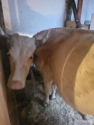 vand vaca de tinut cu tot cu tauras 9500 lei negociabil pentru detalii dati mesaj!! - imagine 3