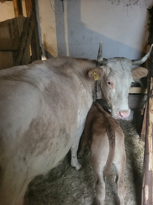 vand vaca de tinut cu tot cu tauras 9500 lei negociabil pentru detalii dati mesaj!!