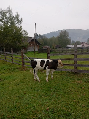 De vanzare, vaca si vitel de 3 luni