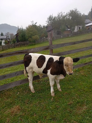 De vanzare, vaca si vitel de 3 luni - imagine 3