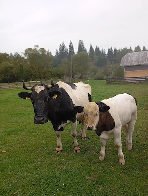 De vanzare, vaca si vitel de 3 luni - imagine 2