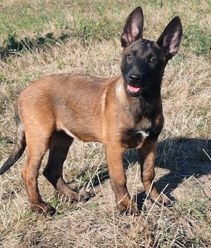 Femela ciobanesc belgian malinois