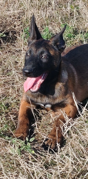 Femela Ciobanesc Belgian Malinois