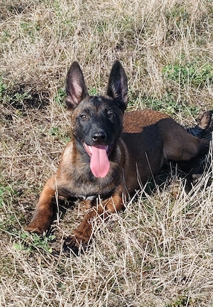 Femela Ciobanesc Belgian Malinois - imagine 2