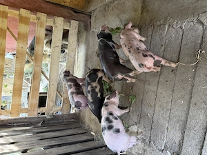 Purcei METIS Petrean Belgian+Duroc - imagine 2