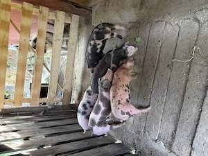 Purcei METIS Petrean Belgian+Duroc - imagine 4