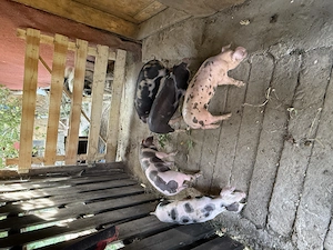 Purcei METIS Petrean Belgian+Duroc - imagine 3