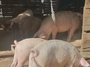 porci de vânzare 