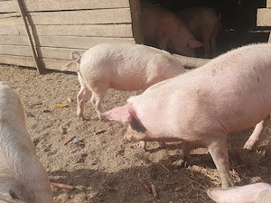 porci de vânzare  - imagine 2