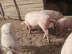 porci de vânzare  - imagine 5