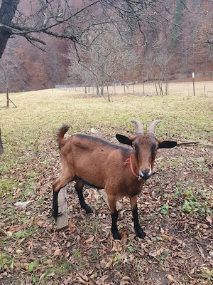 Capra alpina tanara