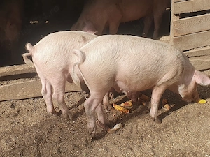 porci de vânzare  - imagine 4