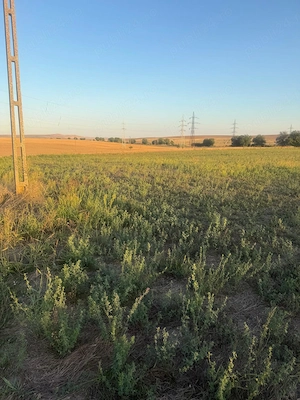 Teren intravilan 4.003 mp Frecatei, Tulcea - drum pe 3 laturi, curent, proprietar - imagine 3