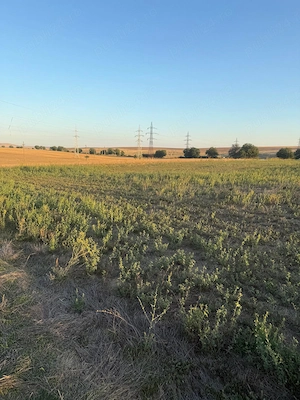 Teren intravilan 4.003 mp Frecatei, Tulcea - drum pe 3 laturi, curent, proprietar