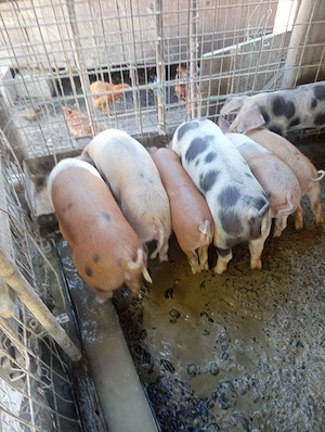 Porci de vânzare 