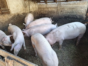 Porci de vânzare.  - imagine 2