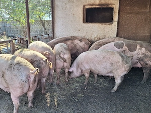 Porci de vânzare.  - imagine 4