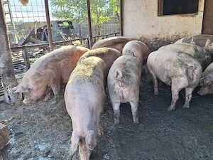 Porci de vânzare.  - imagine 3