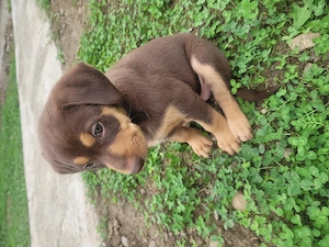 vând doua fetite vizsla maghiara vârstă aproximativ 2 luni 