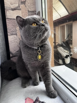 British shorthair blue  - imagine 2