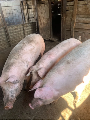 Se pot rezerva  pentru sarbatorile de iarna porci crescuti in gospodaria proprie