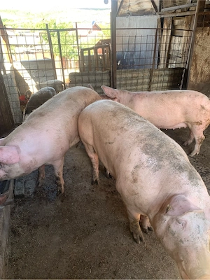 Se pot rezerva  pentru sarbatorile de iarna porci crescuti in gospodaria proprie - imagine 2