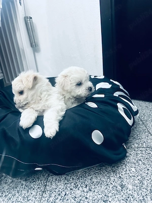 vand pui Bichon Maltez - imagine 4