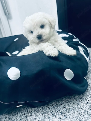 vand pui Bichon Maltez - imagine 2