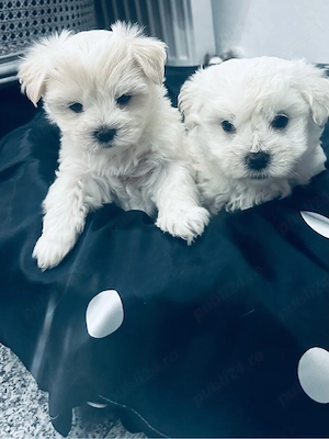 vand pui Bichon Maltez - imagine 3