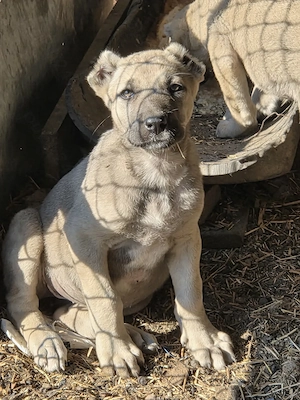 Pui kangal de vânzare 