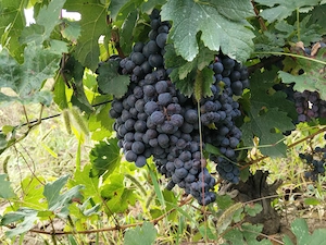 Se vinde strugurii de vin! - imagine 3