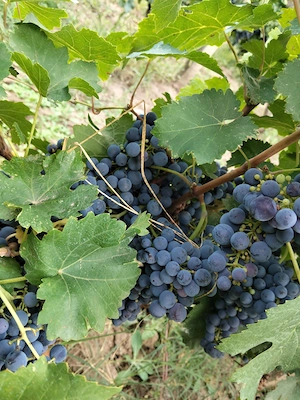 Se vinde strugurii de vin! - imagine 2