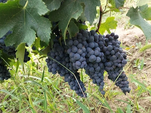 Se vinde strugurii de vin!