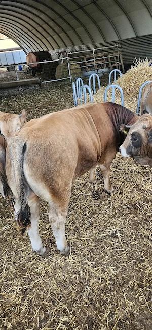 Vând tauri Aubrac  - imagine 2