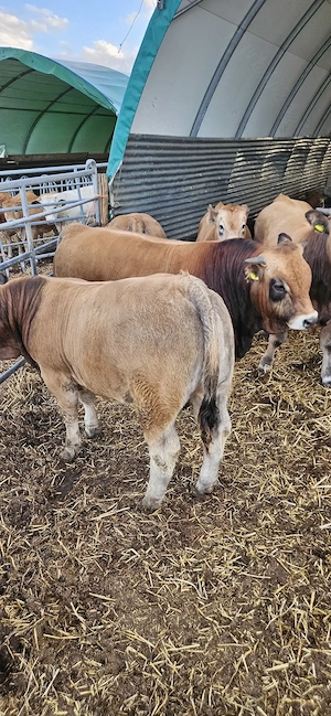 Vând tauri Aubrac 