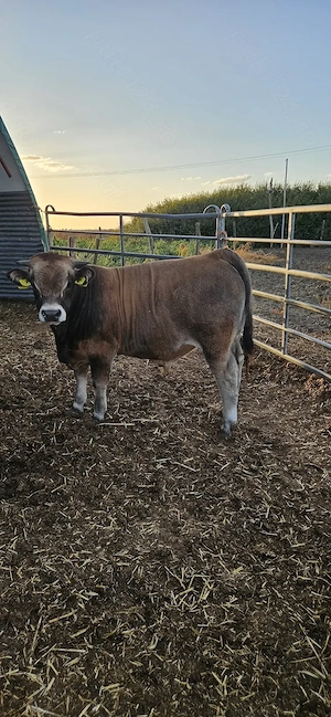 Vând tauri Aubrac  - imagine 4