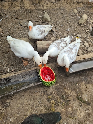 Gaste românești de vânzare 