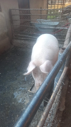 Porci de vanzare