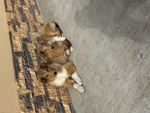 Collie Rough 