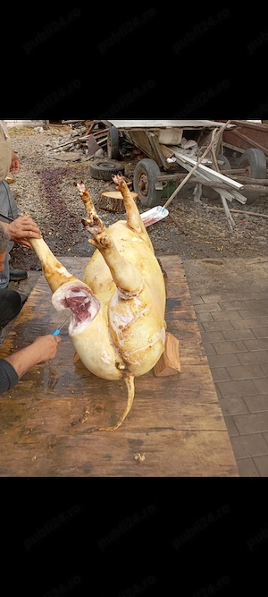 porci de vânzare 