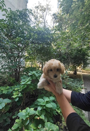 Maltipoo fetita, vaccinata