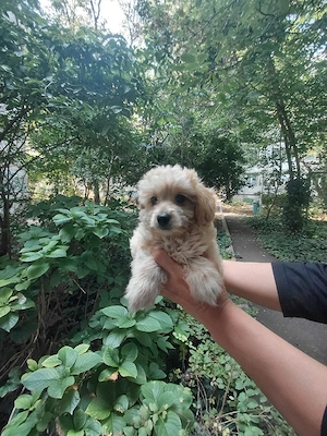 maltipoo fetita, vaccinata