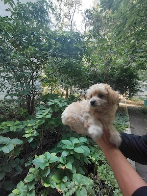maltipoo fetita, vaccinata - imagine 2