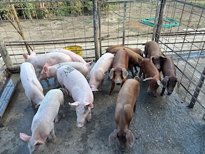 Purcei disponibili !! Marele Alb si Duroc !!!