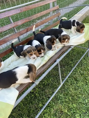 Catei rasa pura Beagle