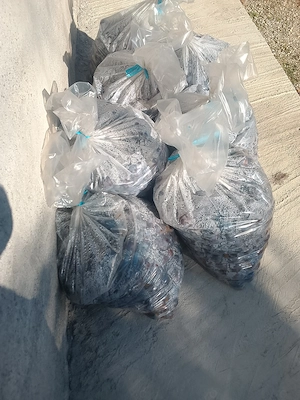 Prune ANNA SPATH pentru țuică