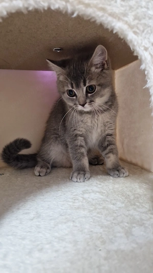 ZGUBI british shorthair  - imagine 4